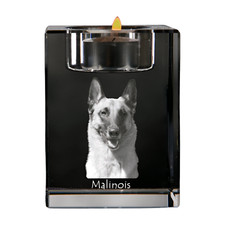 Malinois Berger Belge -