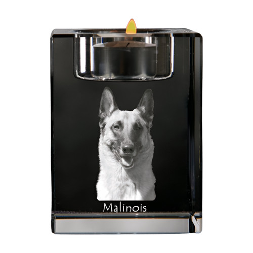Malinois berger belge - berger,