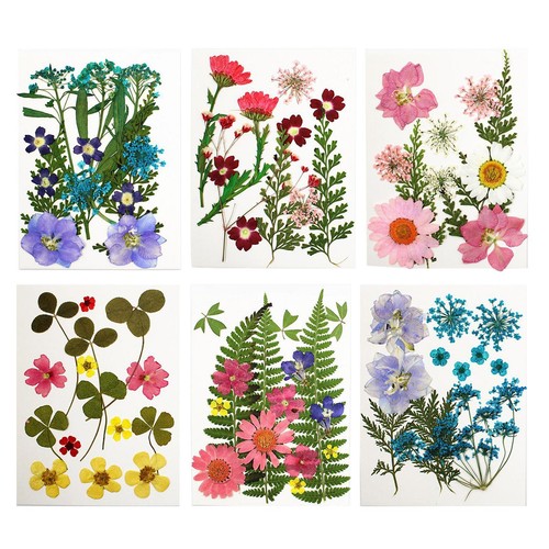 13pcs fleurs séchées - 13pcs,
