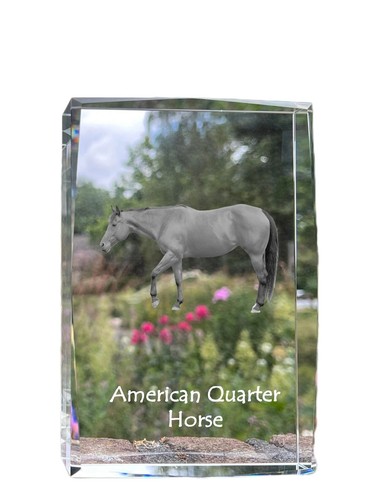 Américain quarter horse - américain,