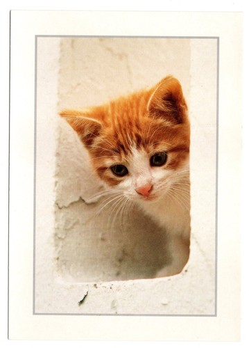 Cpm chat chaton - cpm:, roux