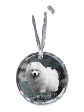 Samoyède, Chien Samoyed -
