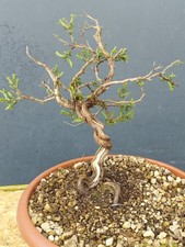 Bonsaï de thym 17 x 17 cm en