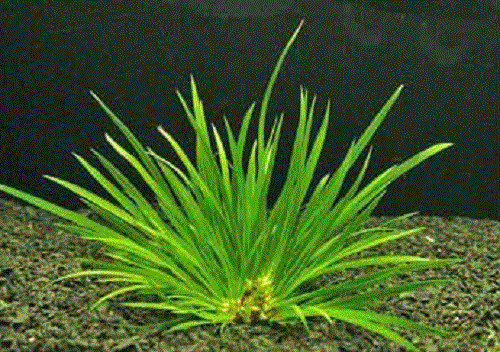 Acorus pusillus gold aurea - pusillus,