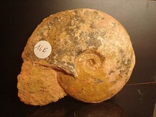 ammonite Leioceras Opalinum aalénien Belmont 104mm 12v133
