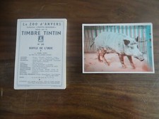 RARE PLV TIMBRE TINTIN 40 PHOTO MAGIQUE ZOO ANVERS KUIFJE TINOJO DING DING