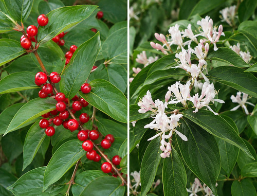 Lonicera maackii 000 - lonicera, maackii,