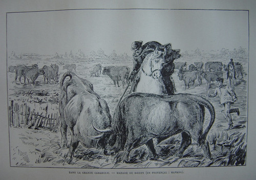 Gravure grande camargue - gravure, de