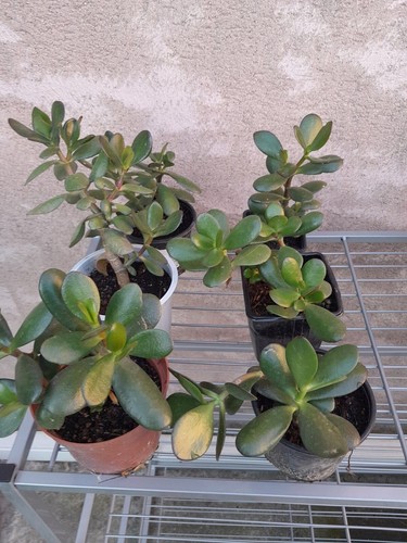 Plantes grasses enracinées - ,