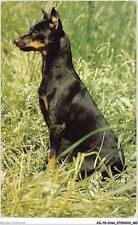 AILP8-0802 - DOG - pinscher dwarf