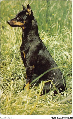 Ailp8 0802 chien pinscher - ailp8-0802,