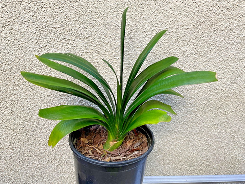Mature clivia miniata plant - mature,