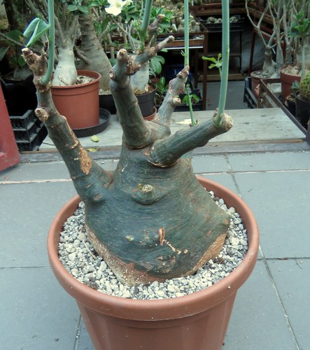 Adenia glauca 16cm - , caudex