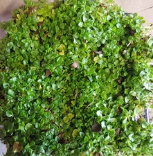 Mentha requienii / Menthe