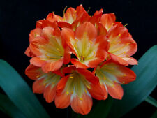 Clivia N°105 (Playboy x Zol) X Summer Green