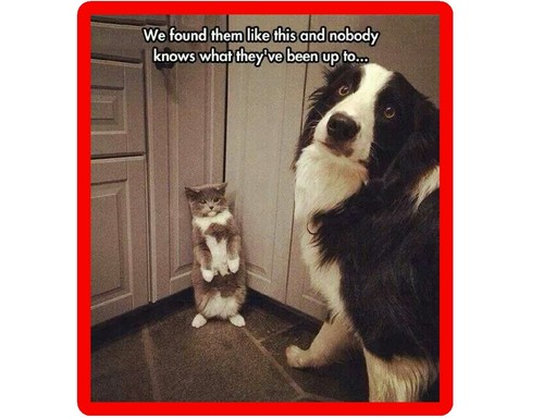 Funny border collie dog - funny,