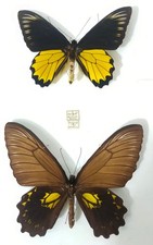 Couple Troids miranda miranda Borneo, Appendix II/B, exceptional couple pre conv