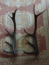 2 BOIS MUES CERF 5 CORS