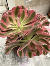 🌺AEONIUM   Pink Witch (