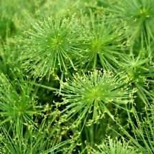 30 QUEEN TUT DWARF PAPYRUS GRASS SEEEDS - Cyperus prolifer