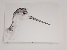 Échasse blanche  AQUARELLE