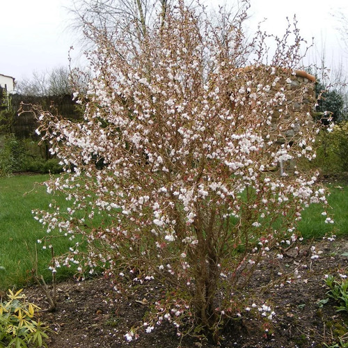 Prunus incisa kojo mai - no, mai'