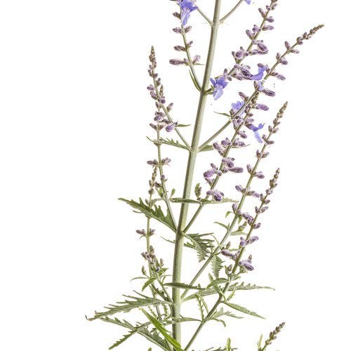 Live plant from proven - from,