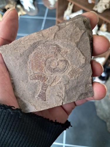 Ammonite 0709 - ammonite, #0709(6)