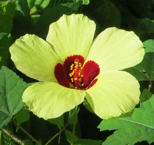 Graines hibiscus grimpant - grimpant, (