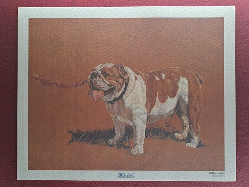 Dessin sur les chiens - , editions
