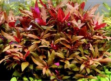 Alternanthera reineki  plante aquarium rouge Alternanthera reineckii