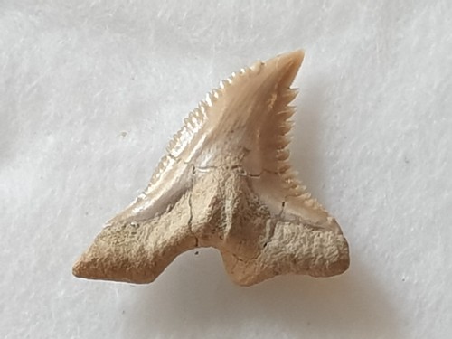 Shark tooth dent requin - -,