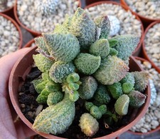 ADROMISCHUS MARIANAE HERREI