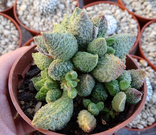 Adromischus marianae herrei - marianae,