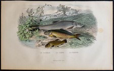 1855 - Barbeau, Carpe et tanche - Espèces de Poissons - Gravure en couleur
