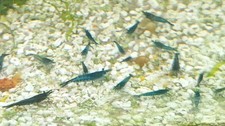 10 Crevettes caridines Blue