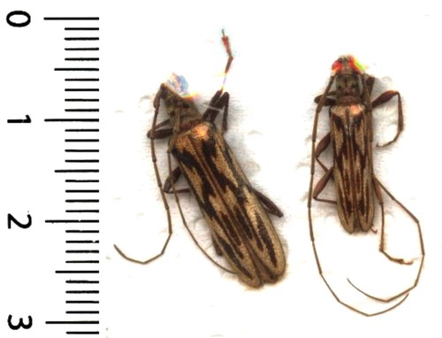 Cerambycidae couple - cerambycidae, –