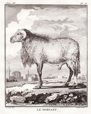 Morvant Mouton Bélier Gravure