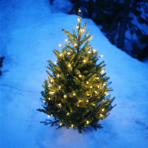 Graines sapin noël - de, de