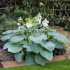 Hosta Tubercule Feuilles
