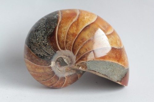 Fossile nautile nautilus - nautile,