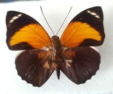 Agrias pericles aurantiaca trajanus male - Manaus Brazil - 1922