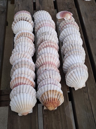 Lot coquilles st - lot, de