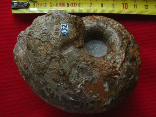 Ammonite callovien - callovien,