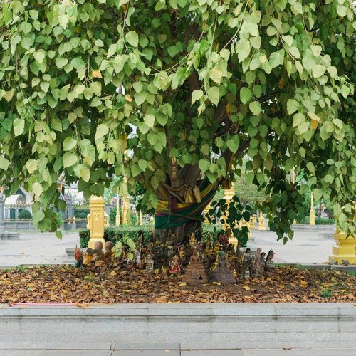 Graines figuier sacré - sacré, ficus
