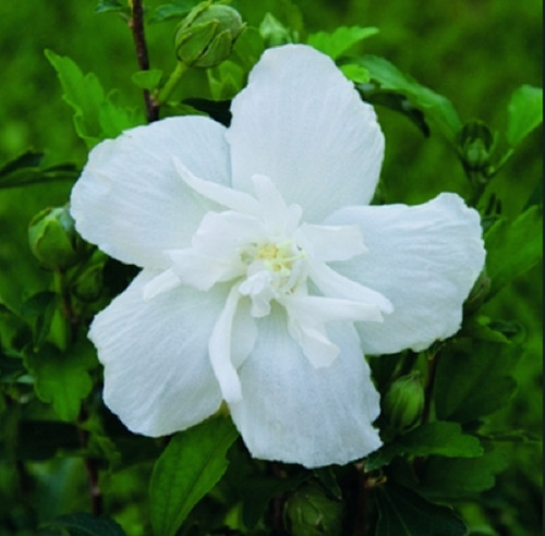 Hibiscus syriacus white - hibiscus,