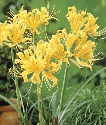 Yellow spider lily bulbs - lily,