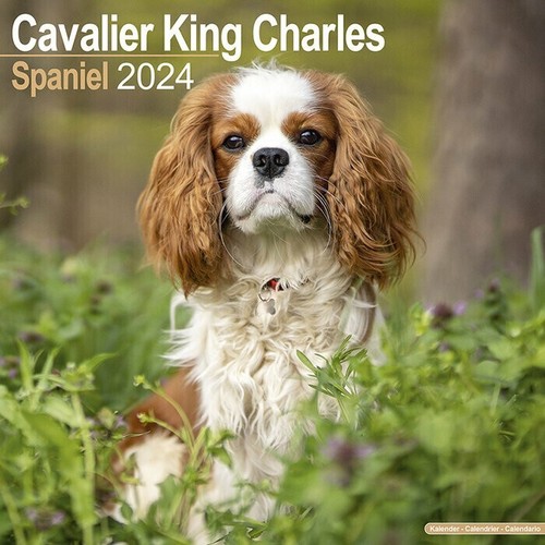 Calendrier 2024 cavalier - calendrier,