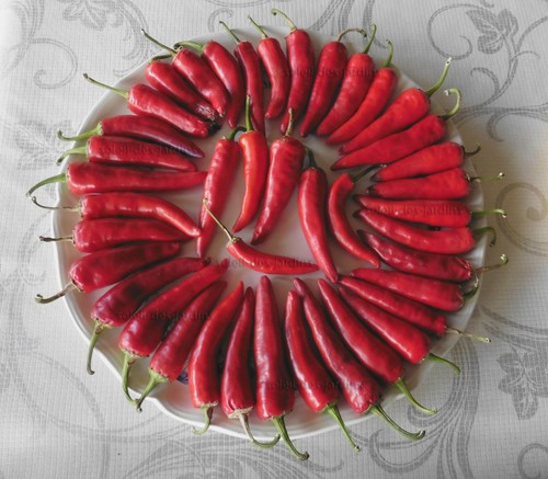 Lot graines de piment - 50,