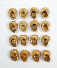 Lot 16 Coquilles Escargots Brune ExÉ No Blancs Godet Assiettes Cassolette Grès 